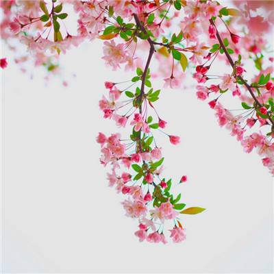 恐龙公园下载安装